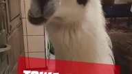 Trwa analiza informacji przed kolejnym komentarzem