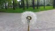 Dmuchawiec slow motion