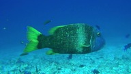 Amazing Ocean 2012 PL 720p