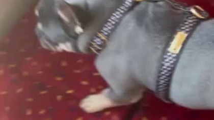 Często podróżuje.