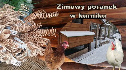 Zimowy poranek w kurniku - Dobrze, że to nie działka w Karkonoszach.