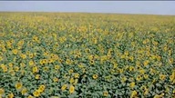 *Mastroianni.  - Słoneczniki- I Girasoli (1970)
