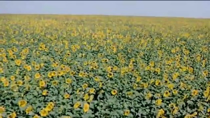 *Mastroianni.  - Słoneczniki- I Girasoli (1970)