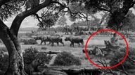5 Zwierząt z Epoki lodowcowej, które wciąż mogą żyć!
