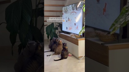 SYTUACJA SIĘ POGORSZYŁA CAT TV