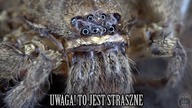 Jak wygląda pająk właściwy z bliska? PRZERAŻAJĄCO!