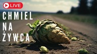 CHMIEL NA ...  w sumie na ŻYWCA 12. 11