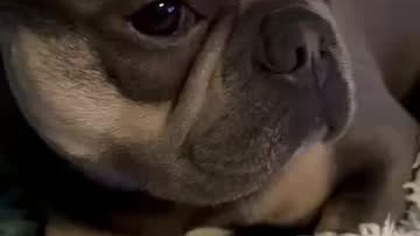 Grzeczny Piesek Secik: