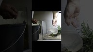 Zakładamy proste krewetkarium.  Rok życia akwarium.