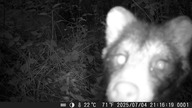 Jenot fotopułapka