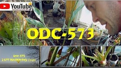 Odc 573-Canna stuttgart, rozdzielanie bulw, przesadzanie,ziemia,naw&oacute;z,musella,papaje