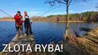 288 ZŁOTA RYBA I KAPITALNY KLASYCZNY FEEDER