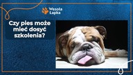 Czy pies może mieć dosyć szkolenia?