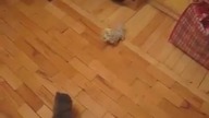 Latający kopniak ninja