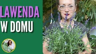 LAWENDA w domu.  Jak uprawiać i pielęgnować lawendę w domu, mieszkaniu ?