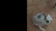 When dog is home alone - LiveLeak
