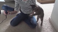 Jedno z lepszych kocich wideo jakie widziałam
