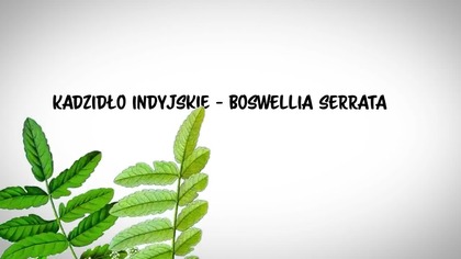 Odnawia kolana i stawy! Lekarze jej nienawidzą! Stara sprawdzona receptura BOSWELLIA SERRATA