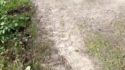 Leśny Pies Rubik i Sarmata - Wędrówka, pogadanka, dyskusja! Q&A z Lasu! Stream SK spod Koszalina!