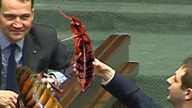 Pluskwa czy karaluch? Debata w Sejmie. [Śmieszne]