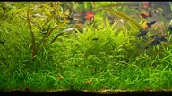 800 dni mojego 100l akwarium Low-Tech
