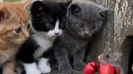 Cat fighter #cats #fighter #fun #true #trueman #love #śmieszne #motywacja