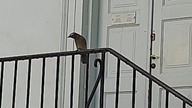 Garrulus glandarius (sójka, eurasian jay)