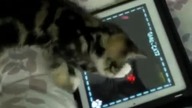 Kot gra na iPad-zie