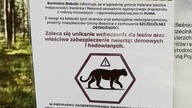 Achtung! Der Puma! Burmistrz Bobolic Ostrzega! Poszukiwania Pumy pod Koszalinem trwają! Dzwońcie 112