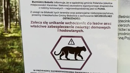 Achtung! Der Puma! Burmistrz Bobolic Ostrzega! Poszukiwania Pumy pod Koszalinem trwają! Dzwońcie 112
