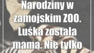 Narodziny w zamojskim ZOO.  Luśka została mamą.  Nie tylko ona