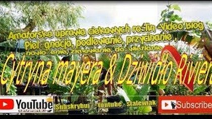 Odc. 432-Uprawa cytryny meyera + dziwidło rivieri-Wiosna 2018 Ogólne porady