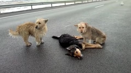Potrącili mu kolege        