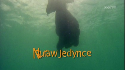 W skórze psów i ośmiornic