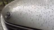 Kiedy umyłeś rano auto...