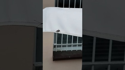 Podgląda, czy będzie atakował?  #shorts #humor #comedy #dc #fyp #zart #dziecko #atak #potwór