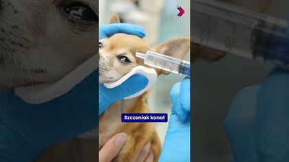 My wiemy Codziennie.  Gorzów niecałą minutę