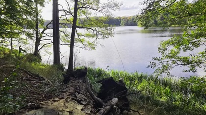 Śpiew ptaków nad cichym jeziorem; idealny relaks 4K (