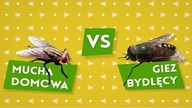 Mucha vs. giez [Czym to się rożni #7]