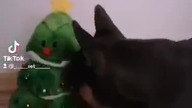 Choinko ma: