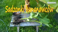 148. Sadzonki bananowców, bananów