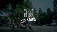 Kawa zwiększa cholesterol? Rodzaje kaw. Yerba z guaraną? Czajnikowy.pl