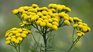 Tansy infusion Rainfarn Infusion Boerenwormkruid infusie Tanacetum vulgare