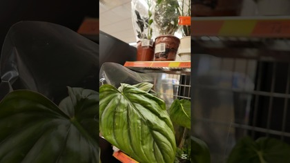 NOWE ROŚLINY W BIEDRONCE! PHILODENDRONY!