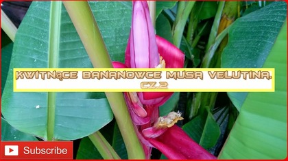185.  Kwitnące bananowce musa velutina.  Cz. 2