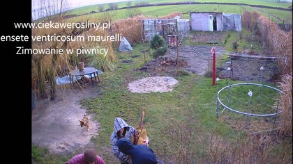 54 Ensete ventricosum maurelli 21 12 2014 Przeniesienie bananowca do piwnicy