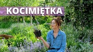 KOCIMIĘTKA w ogrodzie.  Długokwitnąca bylina, którą każdy powinien mieć w ogrodzie.  Uprawa kocimiętki