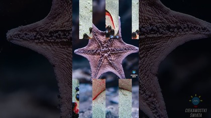 CZY WIESZ, ŻE CZ 128