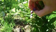    Paulownie , jagody goji , borówka amerykanska , jagoda kamczacka ciekawerosliny.pl/forum