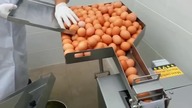 Polskie urządzenie do rozdzielania ż&oacute;łtka od białka